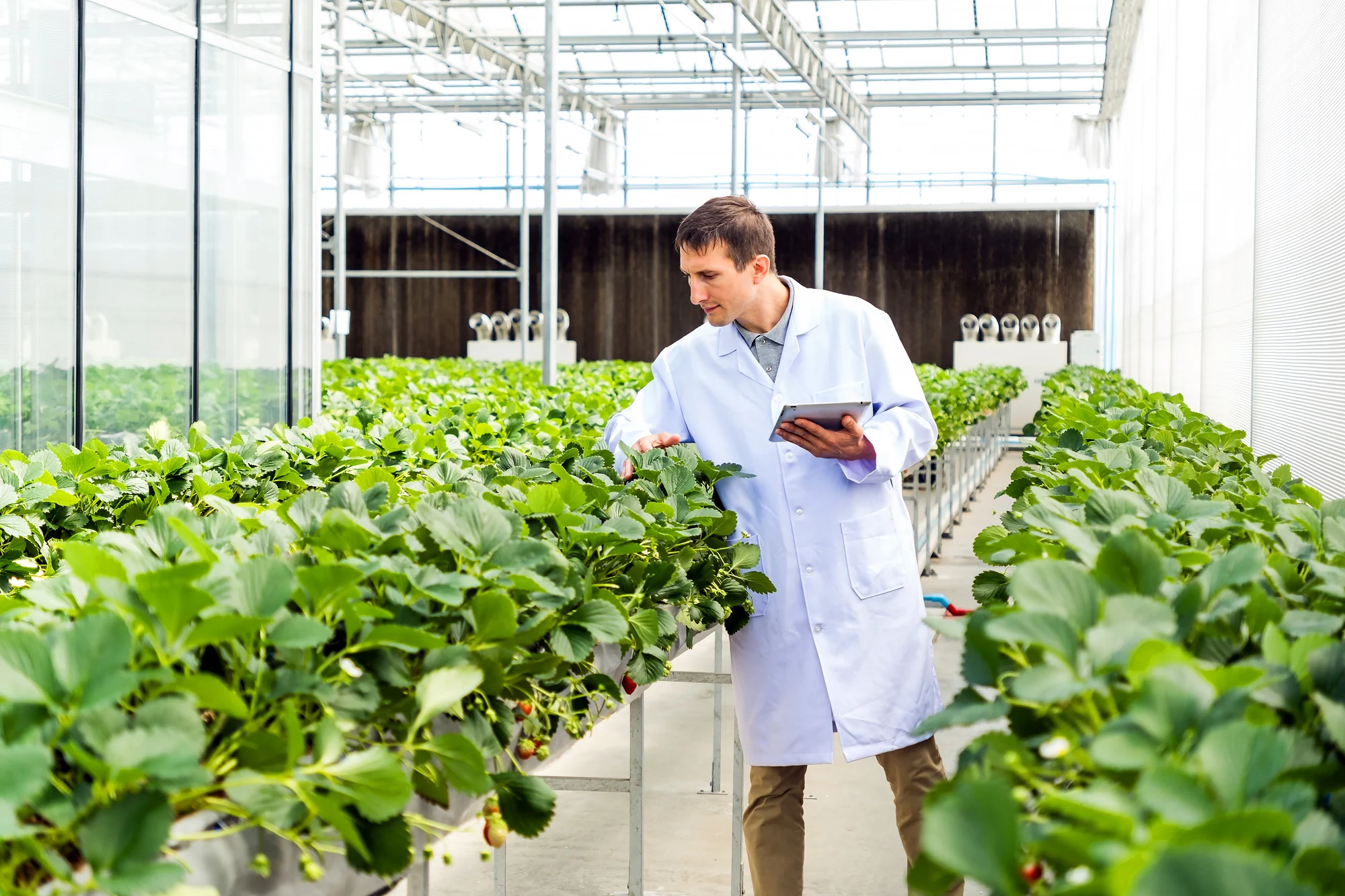 Agricultural researcher using tablet to inspect greenhouse crops for Disrupt-X HSEQ food safety compliance